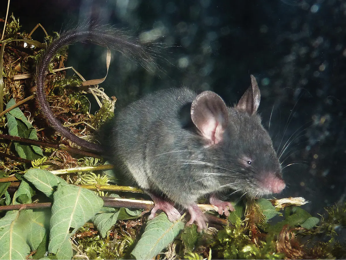 Chinese pygmy dormouse