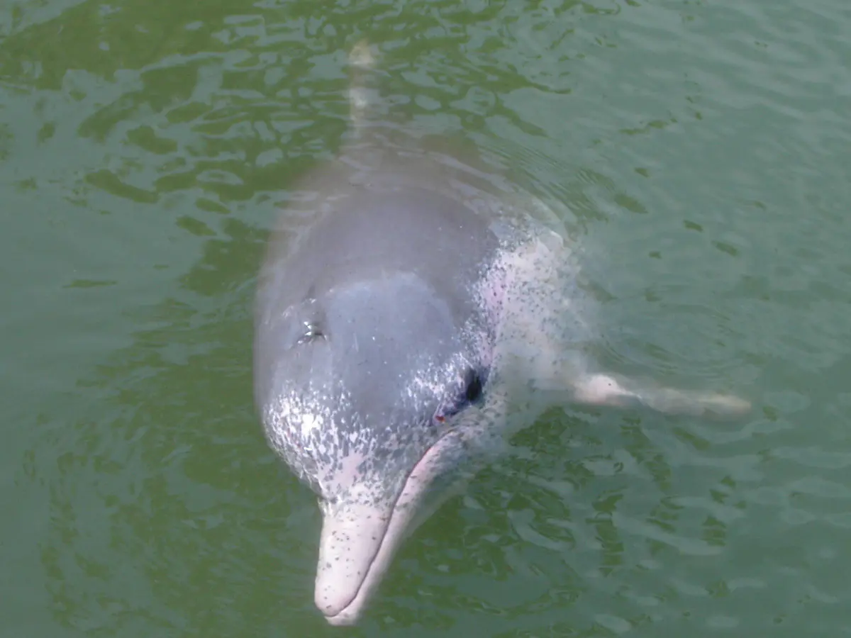 Chinese white dolphin