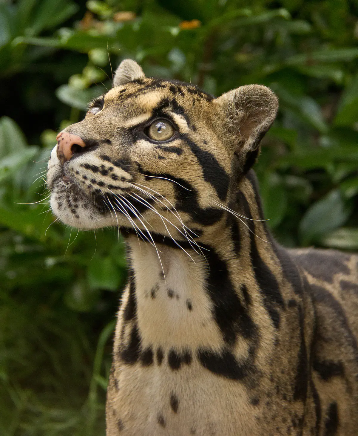 clouded leopard