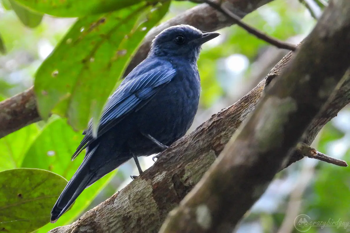 Cochoa azurea