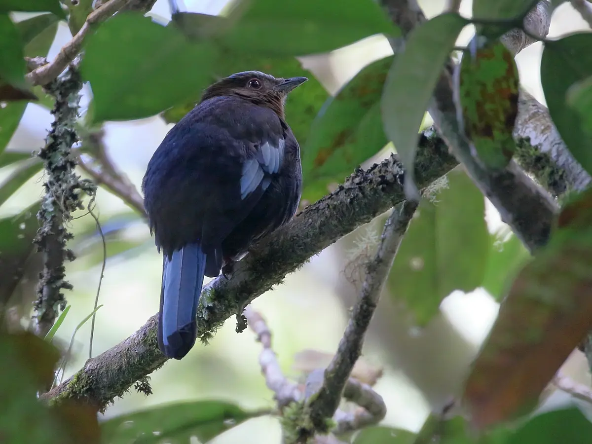 Cochoa beccarii