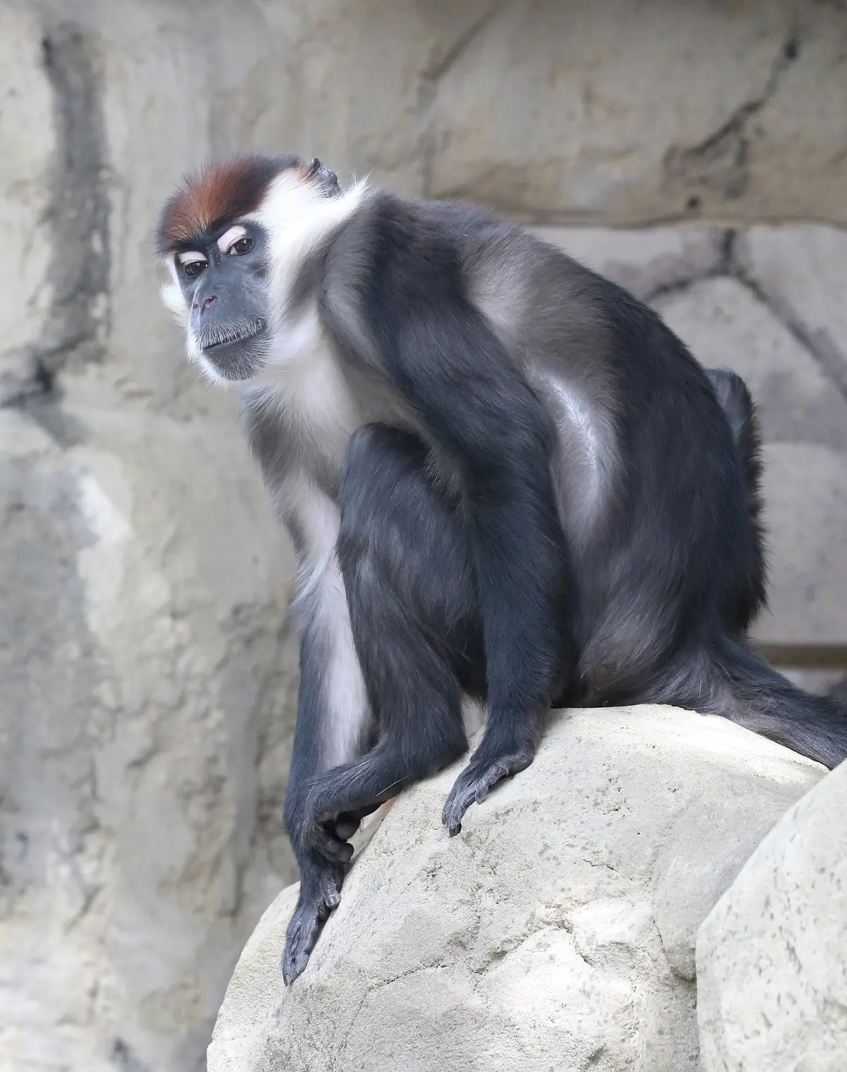collared mangabey