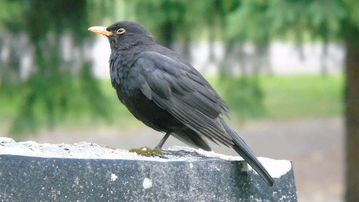 Common Blackbird