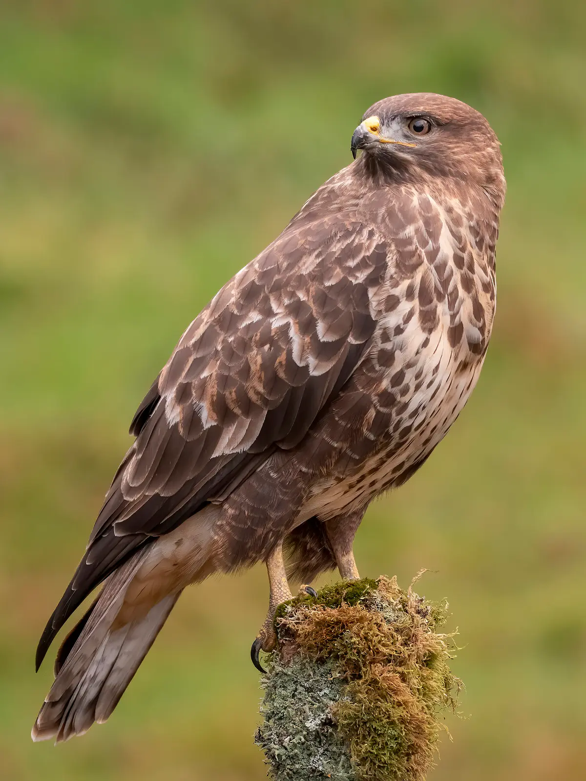 Common Buzzard