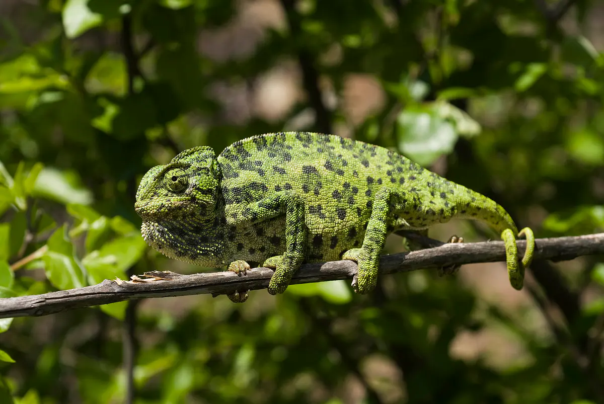 common chameleon