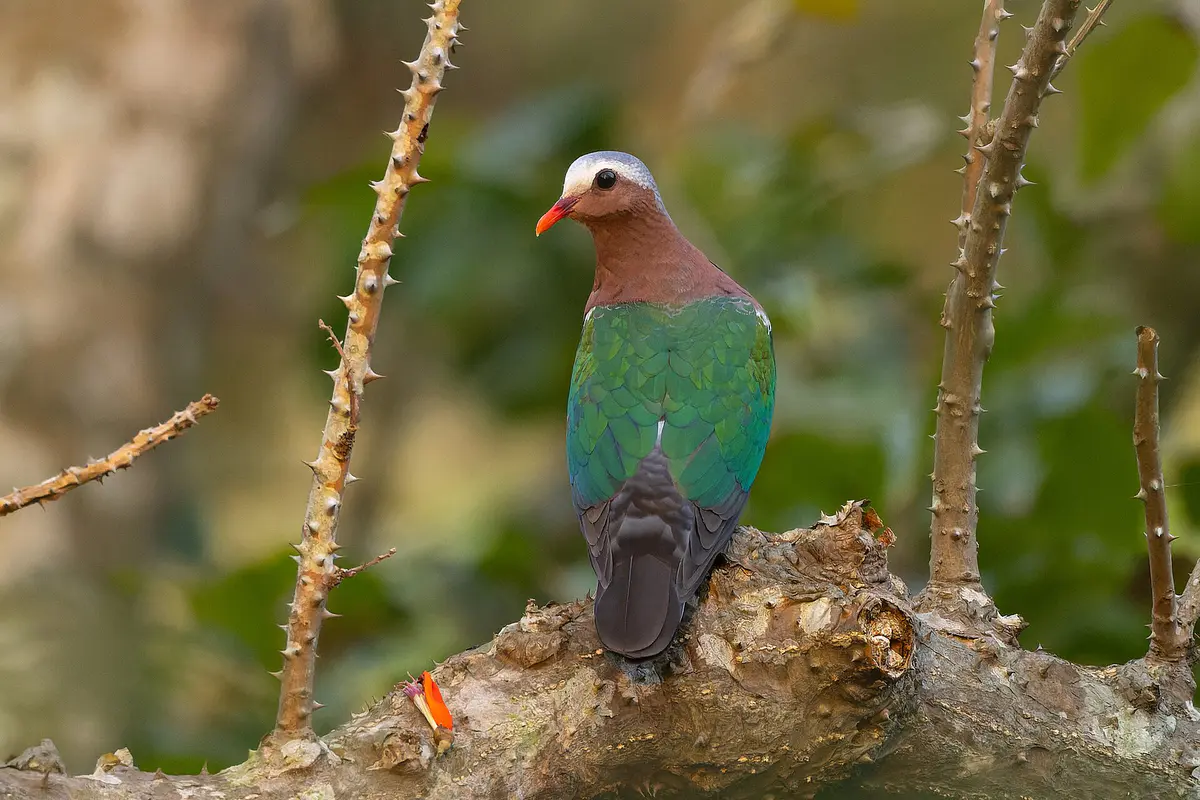 Common Emerald Dove