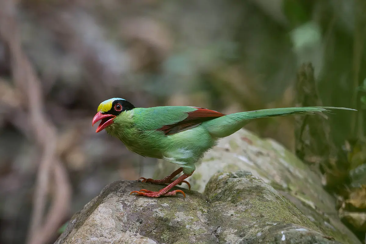 Common Green Magpie