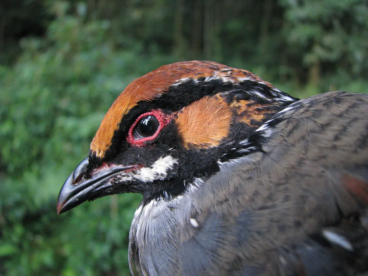 Common Hill Partridge