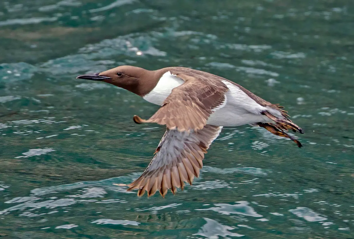 Common Murre