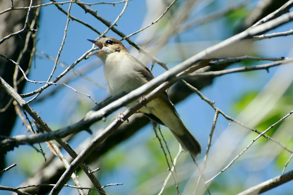 Common Nightingale