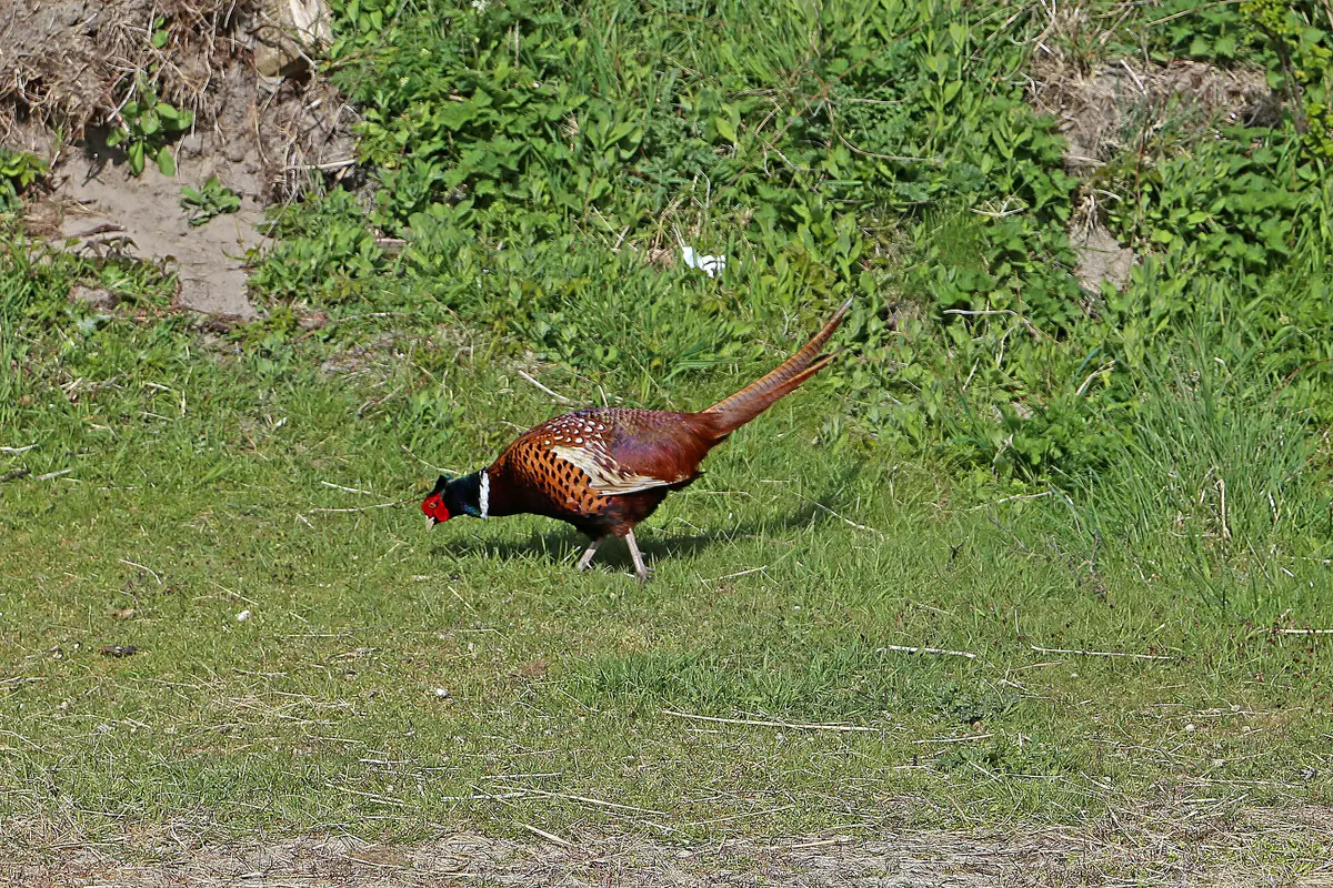 Common Pheasant