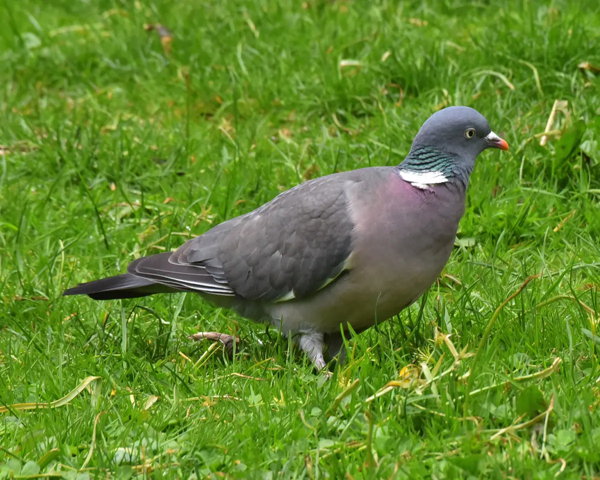 Common Wood Pigeon