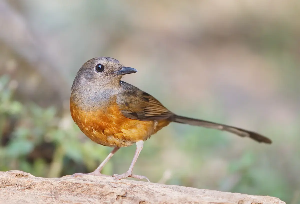 Copsychus malabaricus