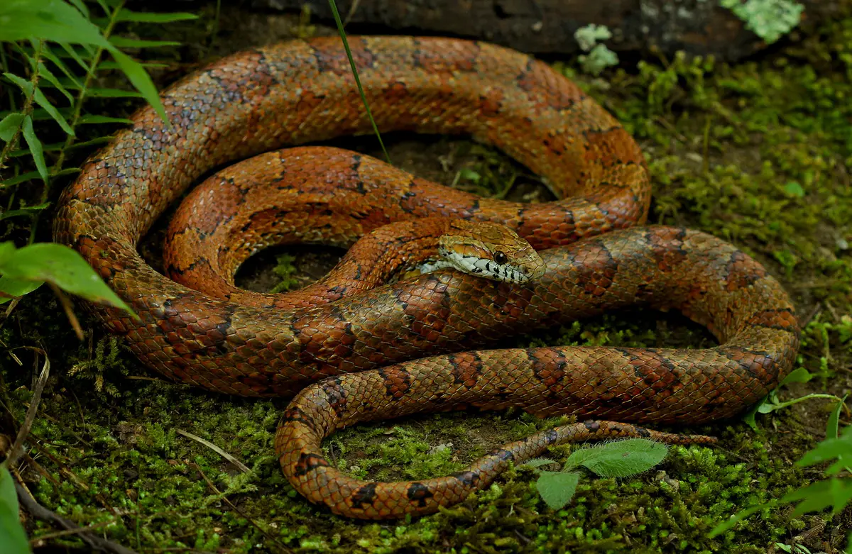 Corn snake