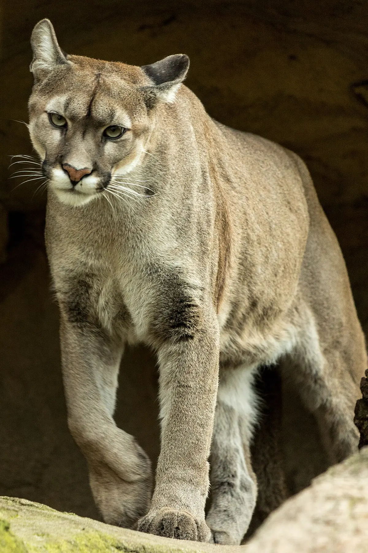 cougar