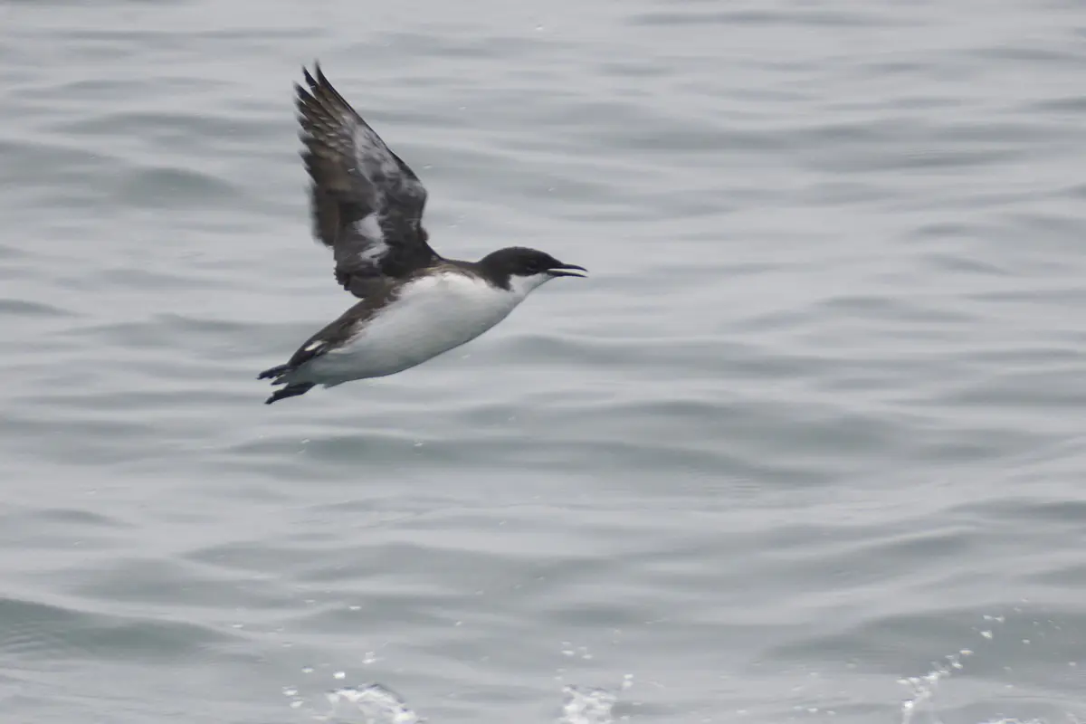 Craveri's Murrelet