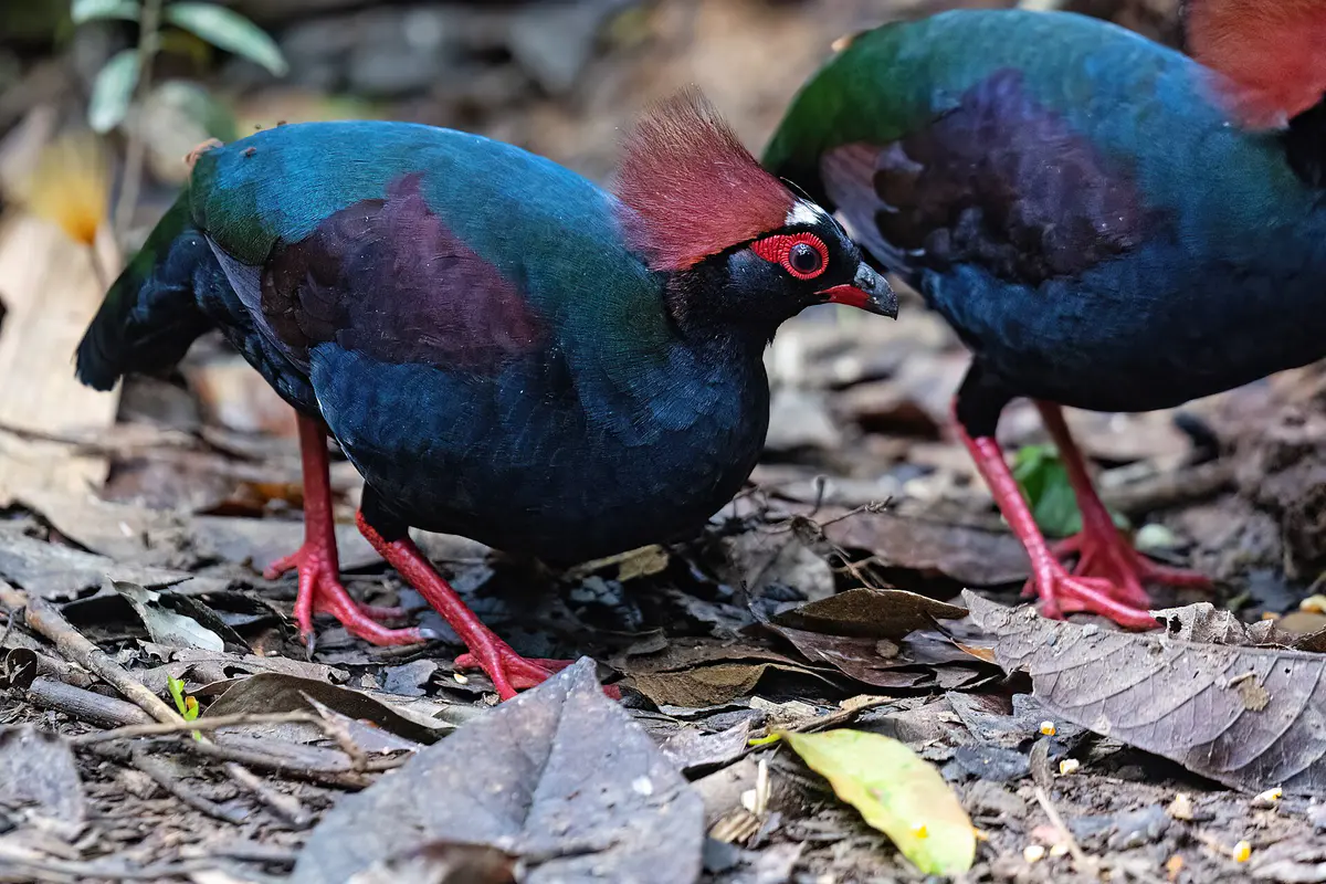 Crested Partridge