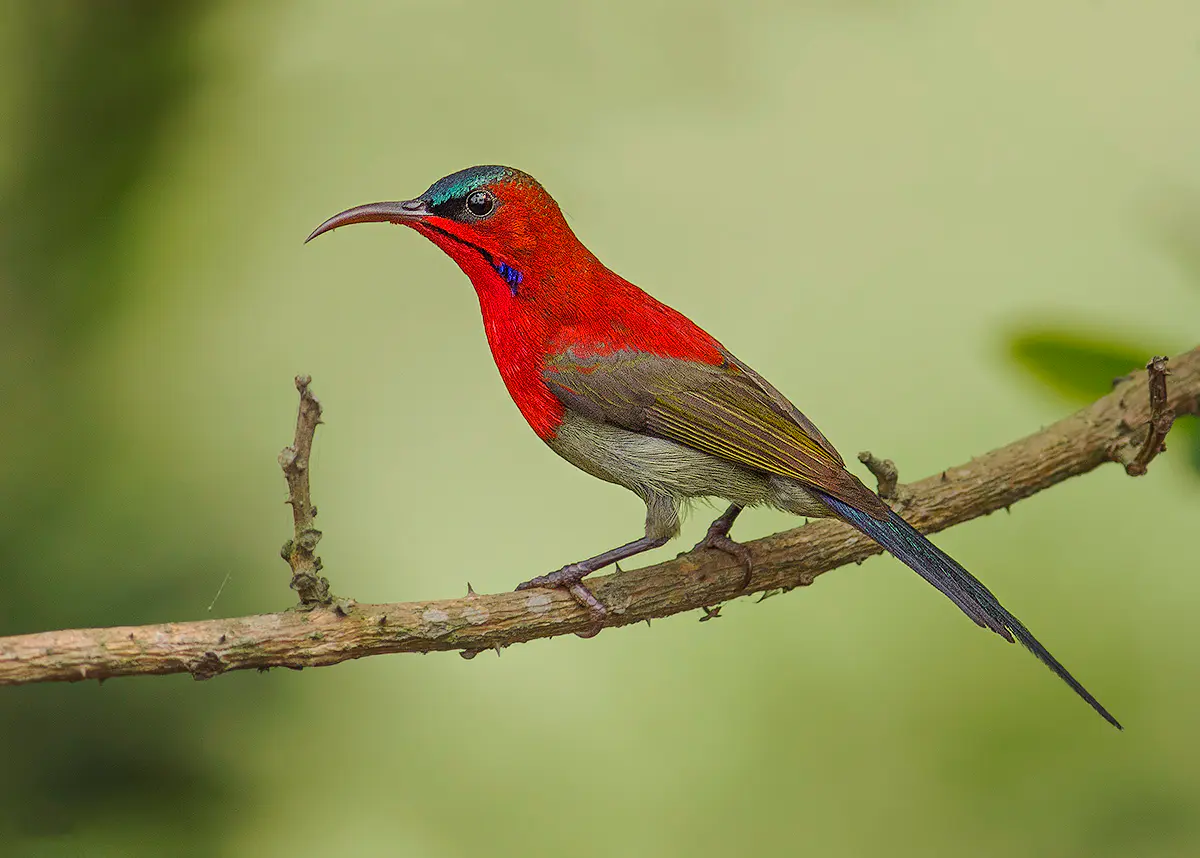 Crimson sunbird