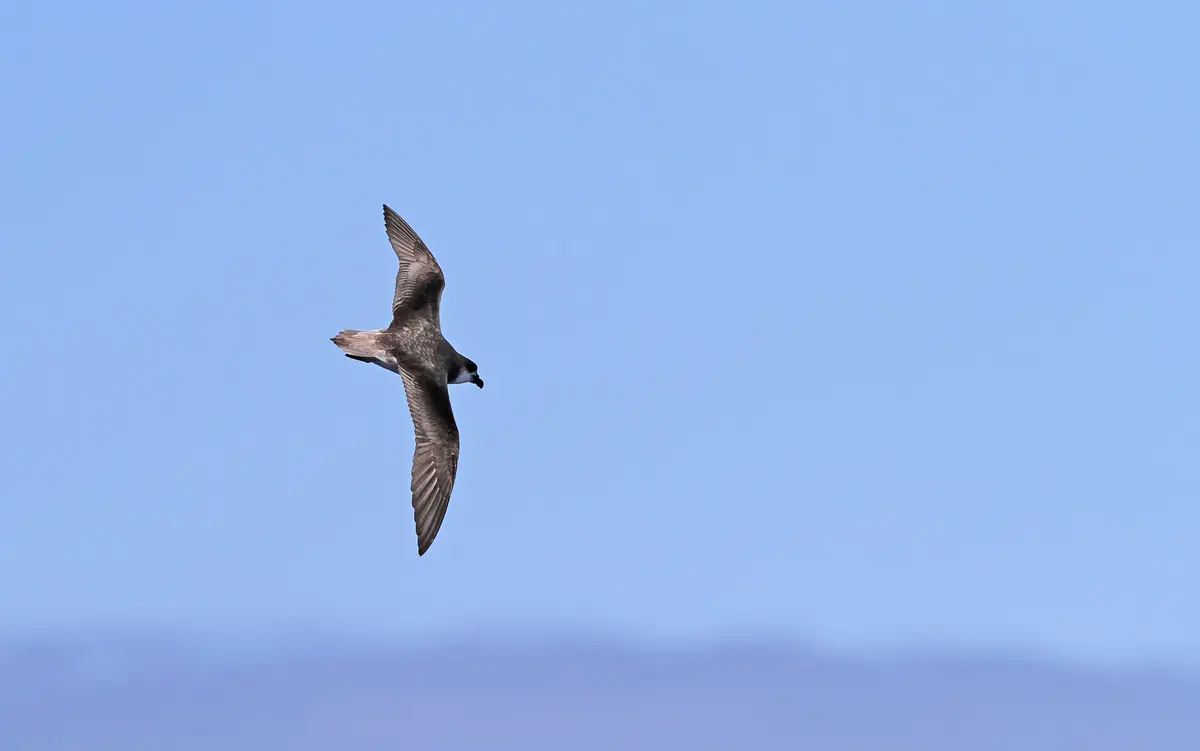 Desertas Petrel
