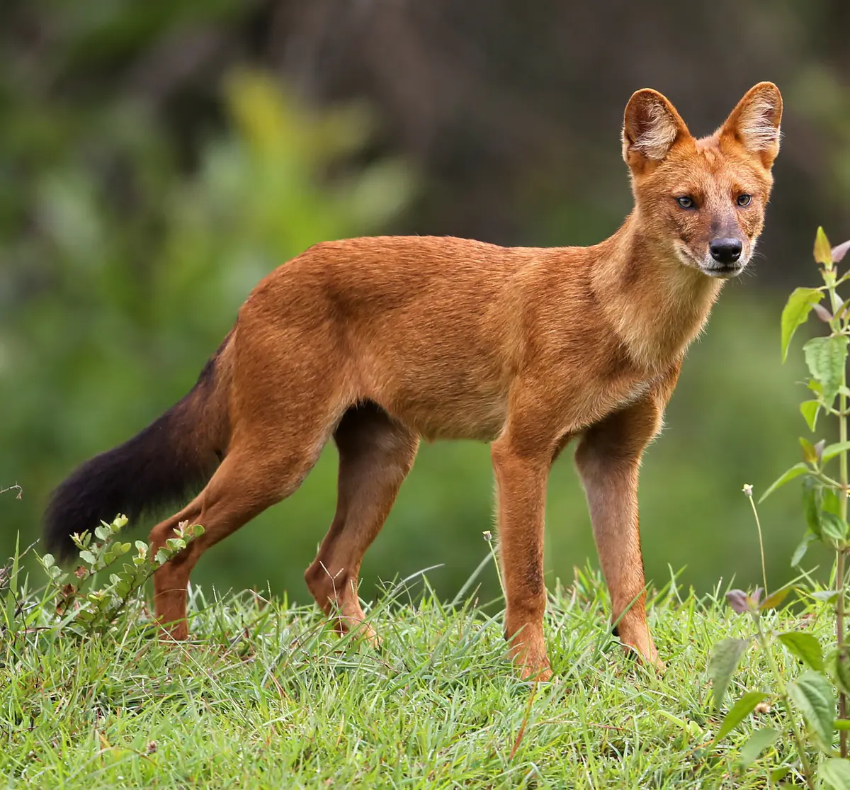 dhole