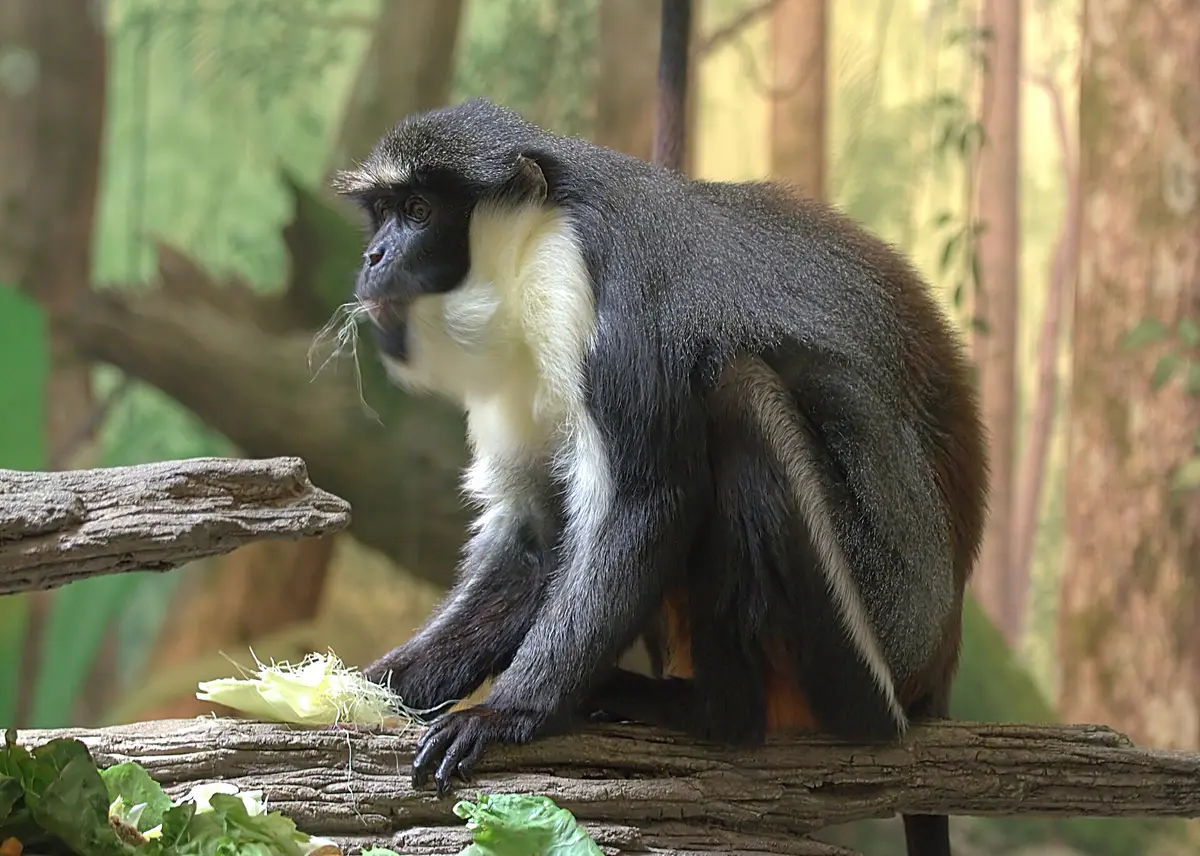 Diana monkey