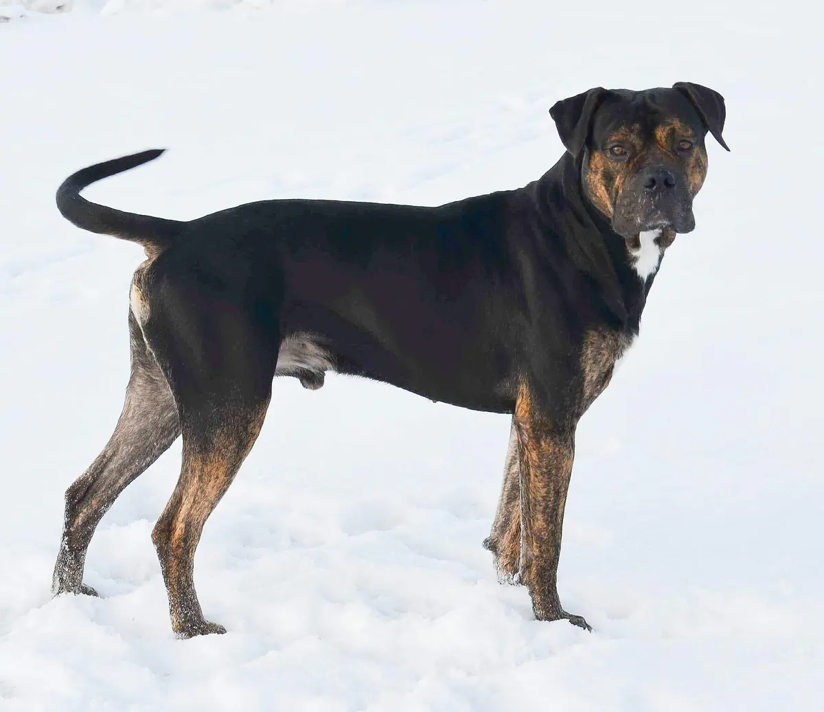 Dogo español