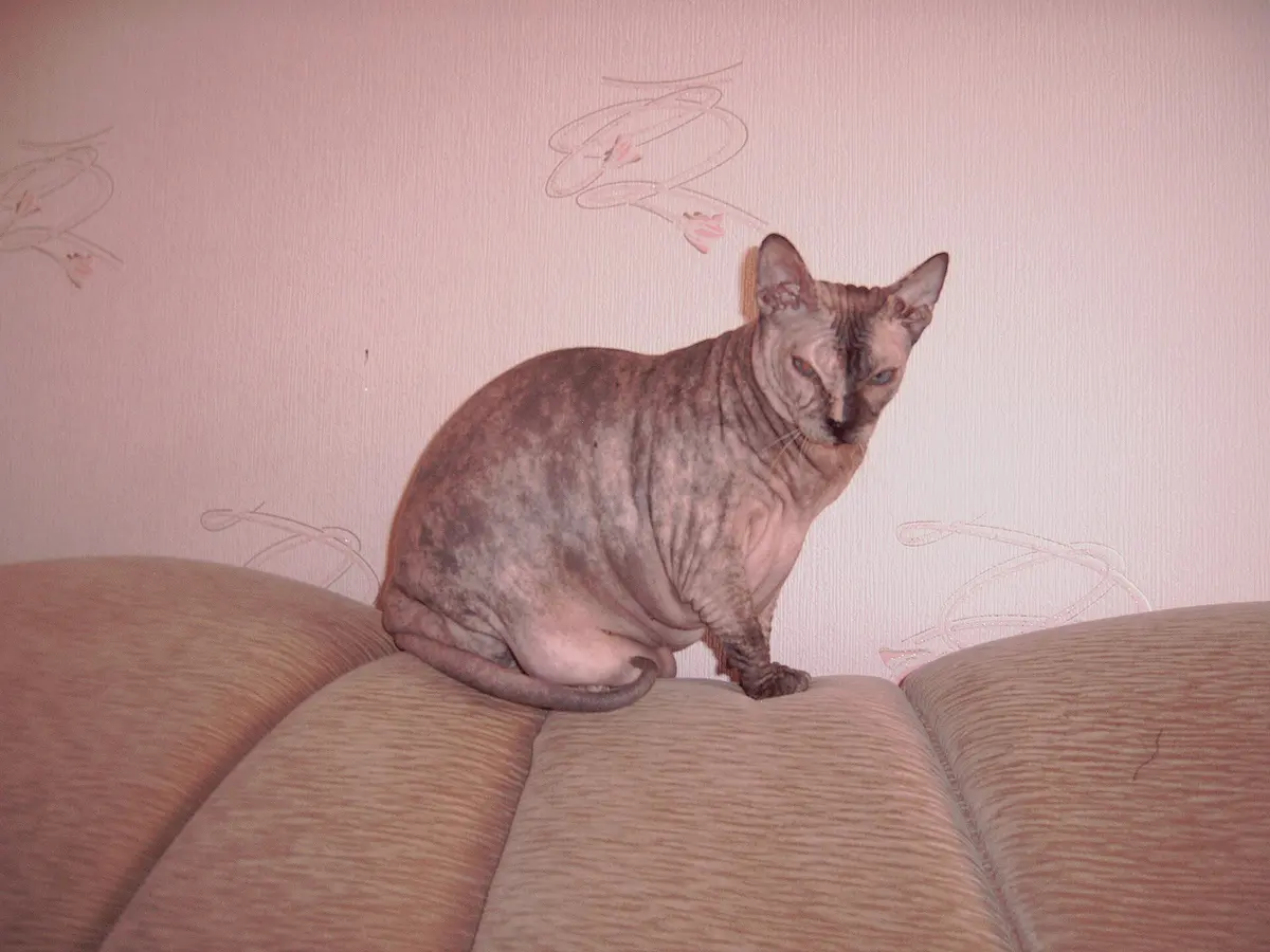 Donskoy cat