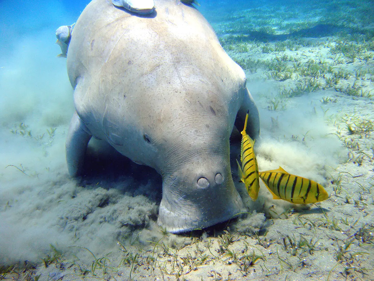 dugong