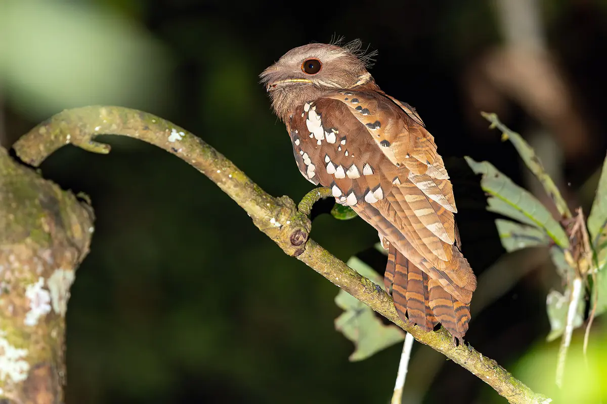 Dulit Frogmouth