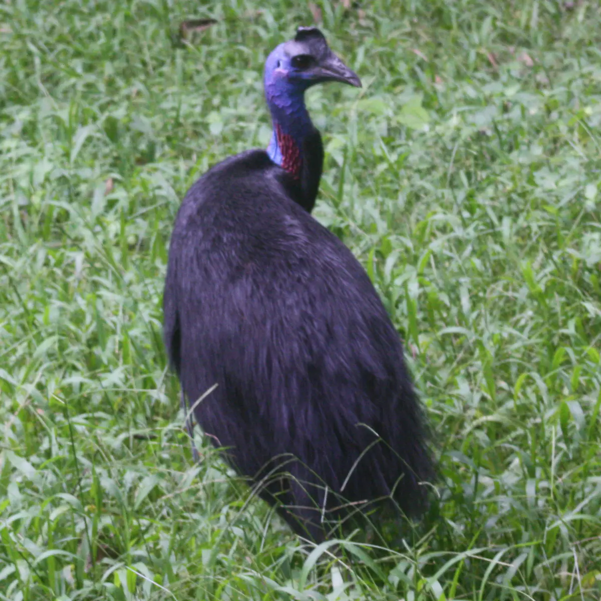 Dwarf Cassowary