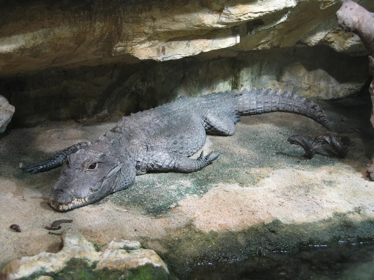 Dwarf crocodile