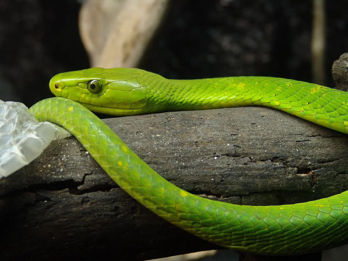 Eastern green mamba