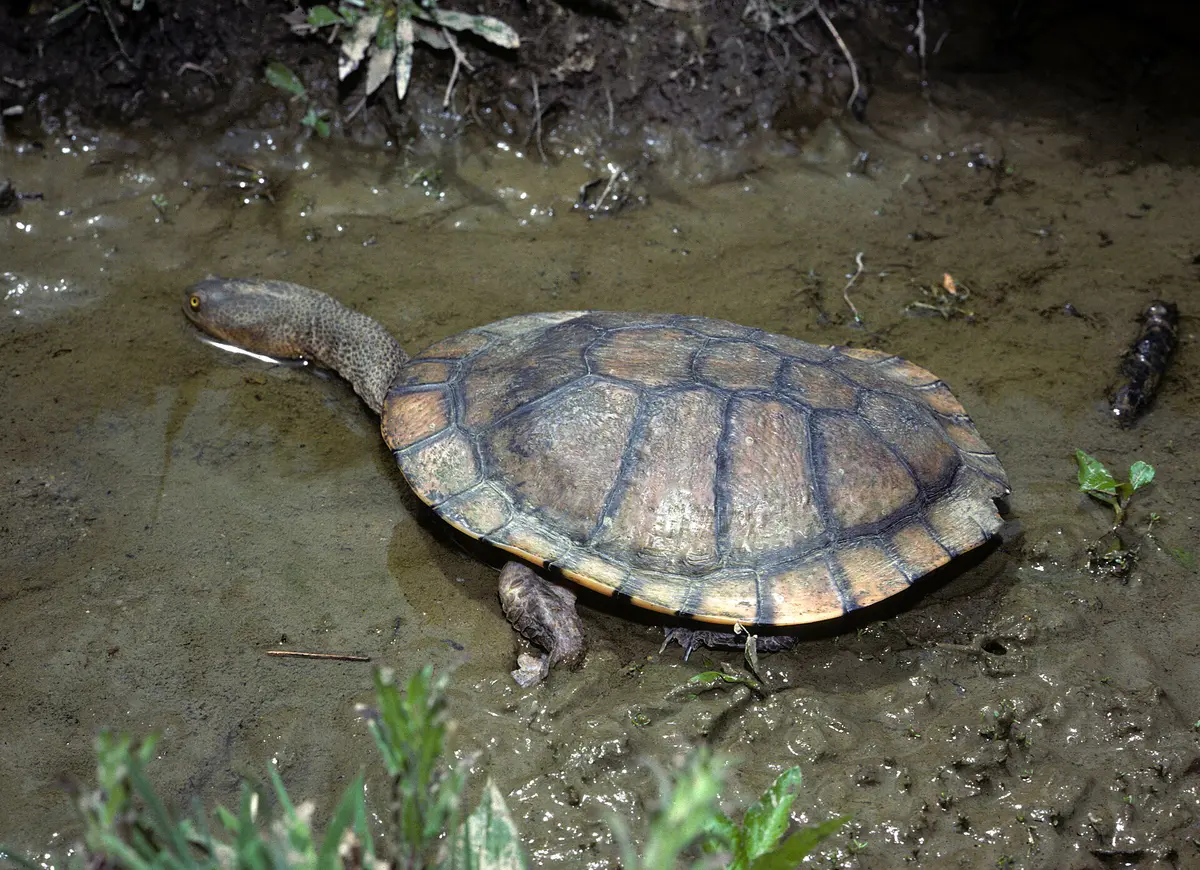 Eastern long-necked turtle