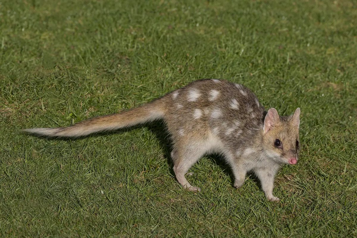 Eastern quoll