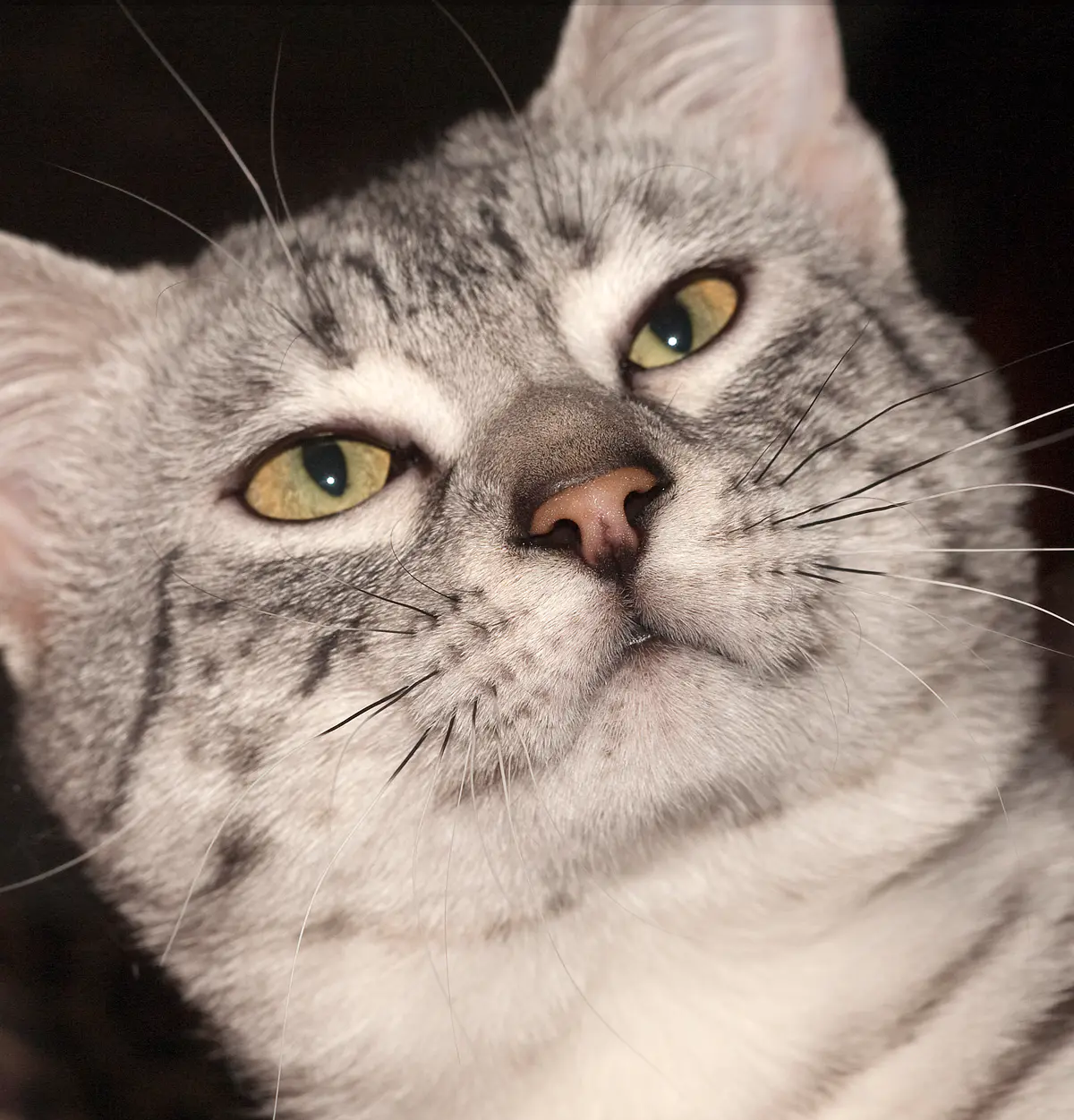 Egyptian Mau
