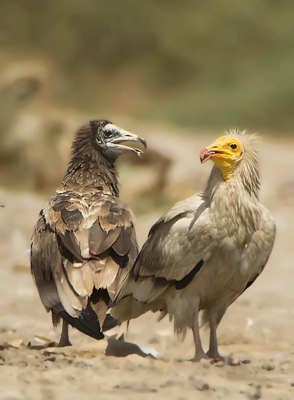 Egyptian Vulture