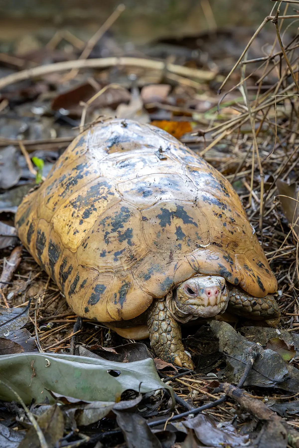 Elongated tortoise