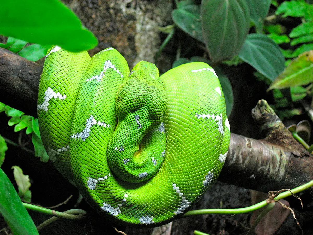 emerald tree boa