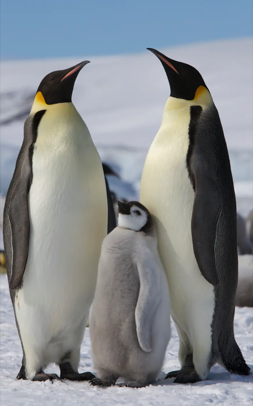 Adult emperor penguins and a juvenile on Antarctic snow