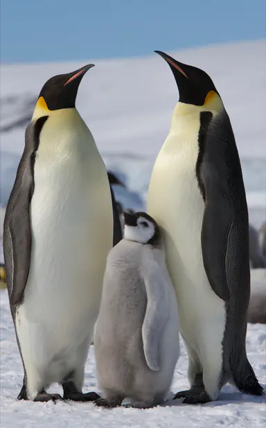 Adult emperor penguins and a juvenile on Antarctic snow