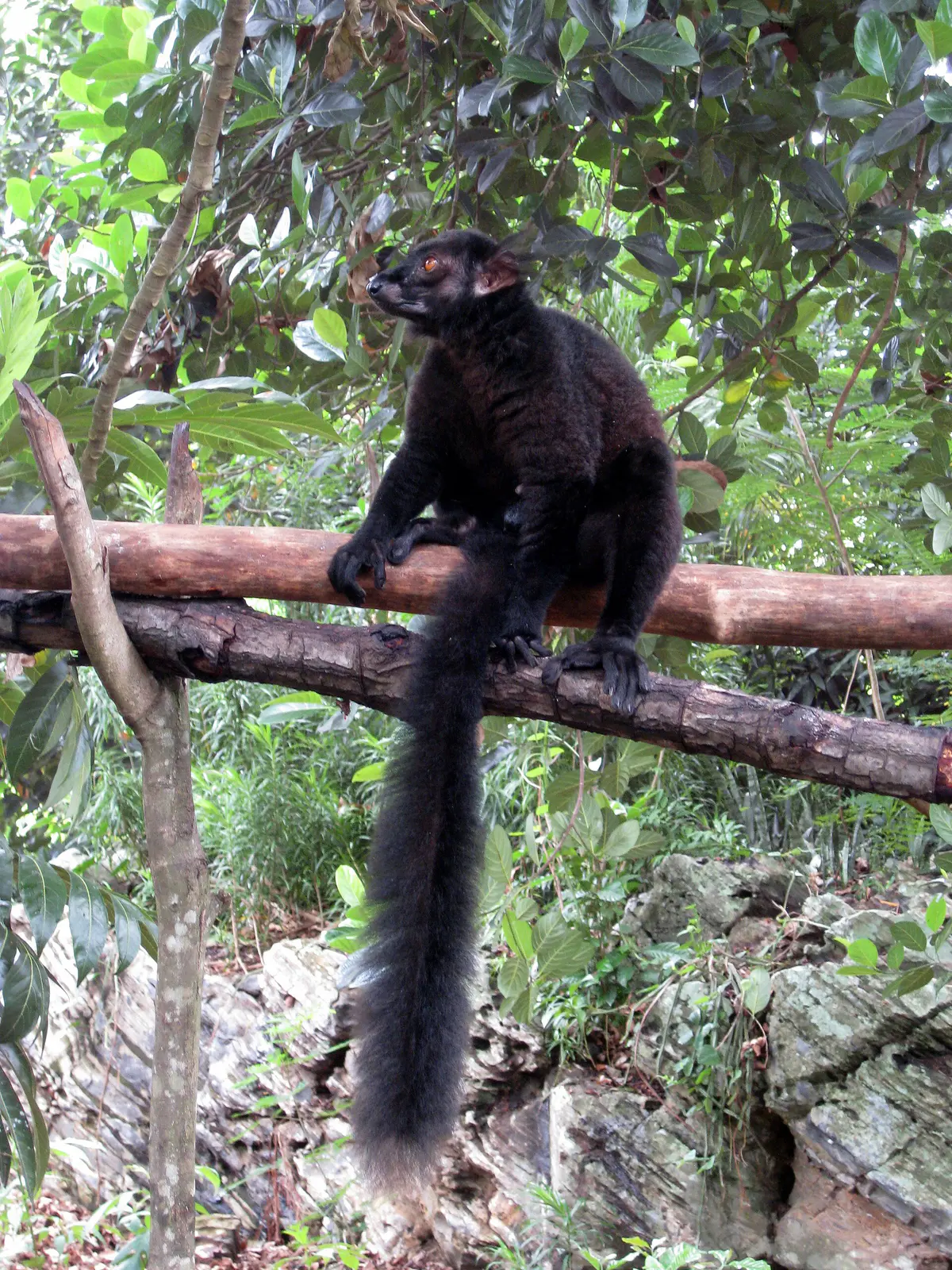 Eulemur macaco