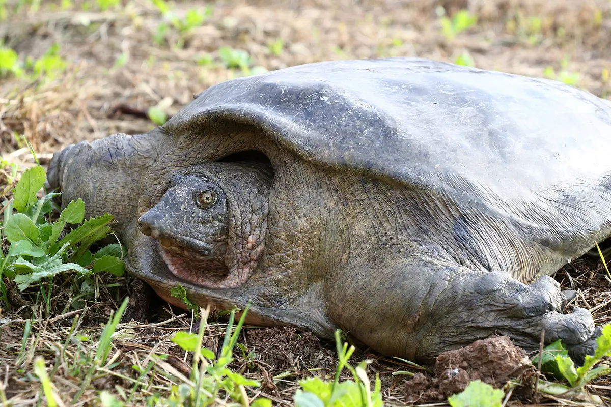 Euphrates softshell turtle