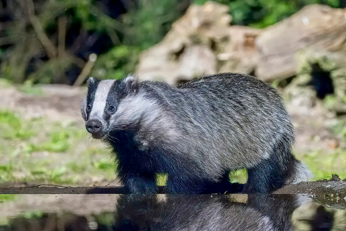 Eurasian badger