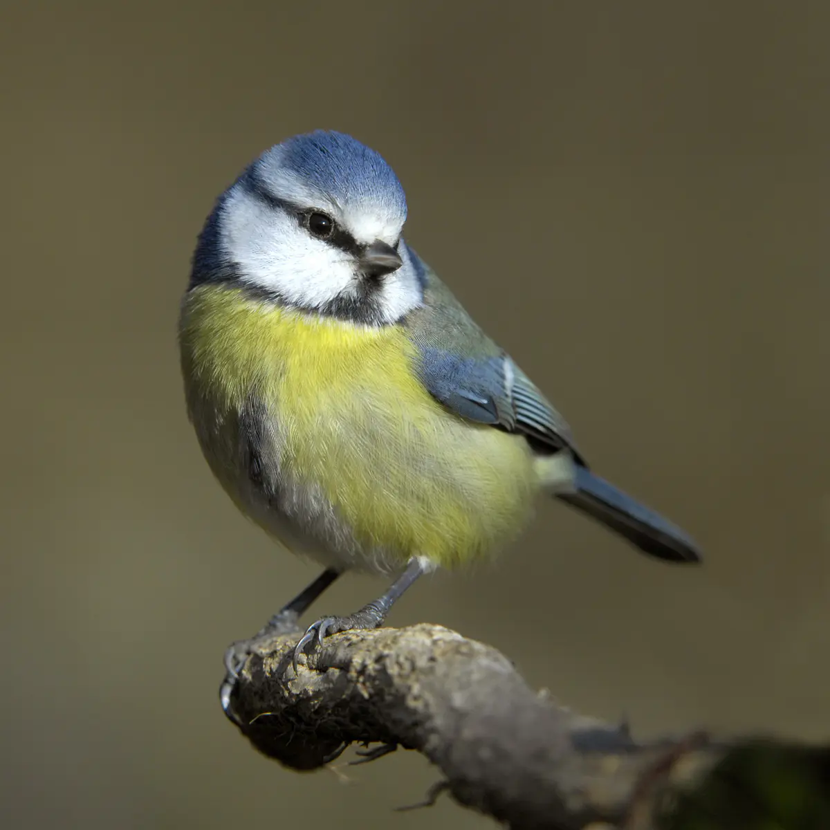 Eurasian blue tit