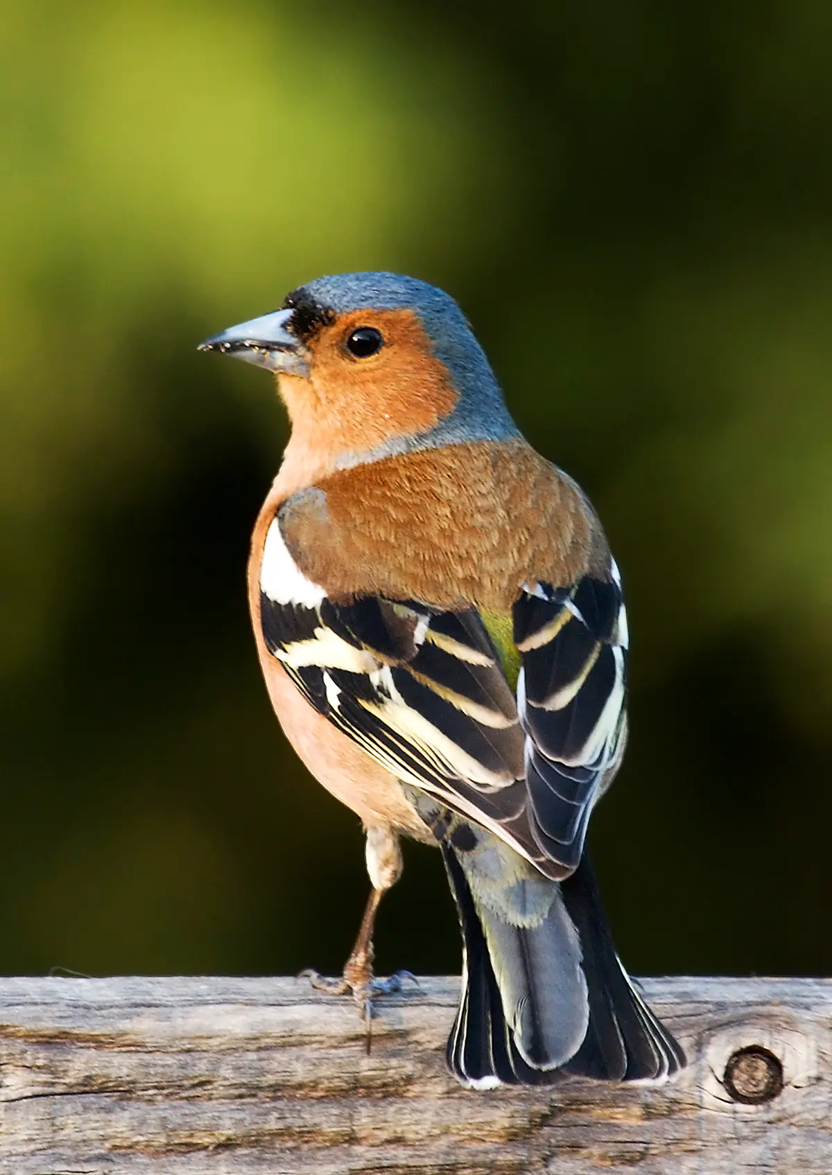 Eurasian Chaffinch