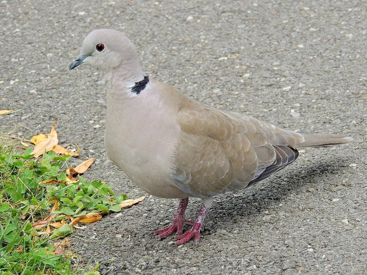 Eurasian Collared Dove