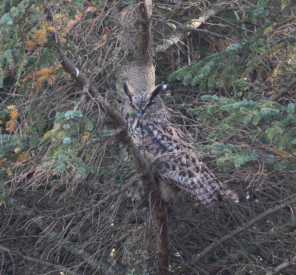 Eurasian Eagle-owl
