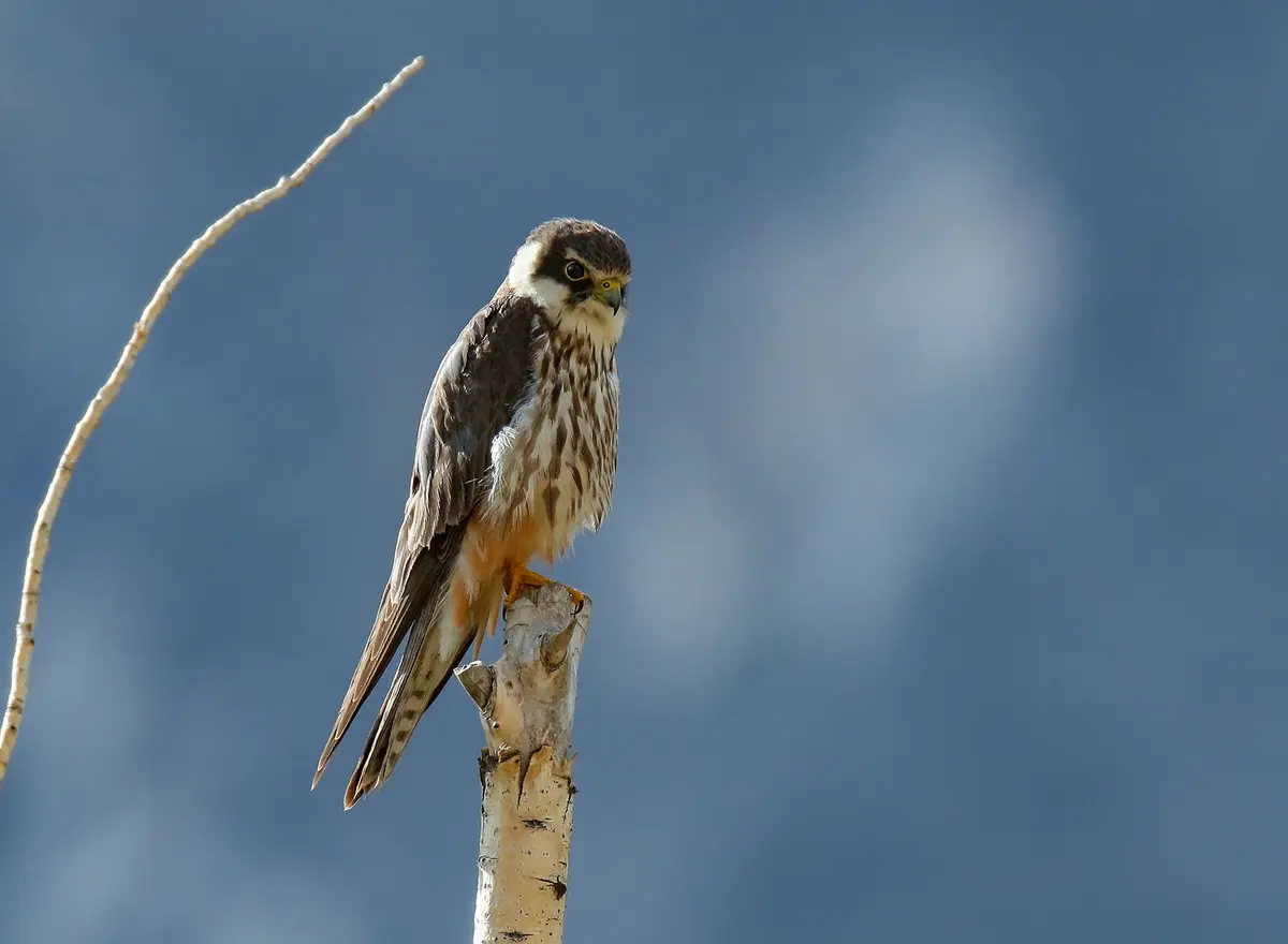 Eurasian Hobby