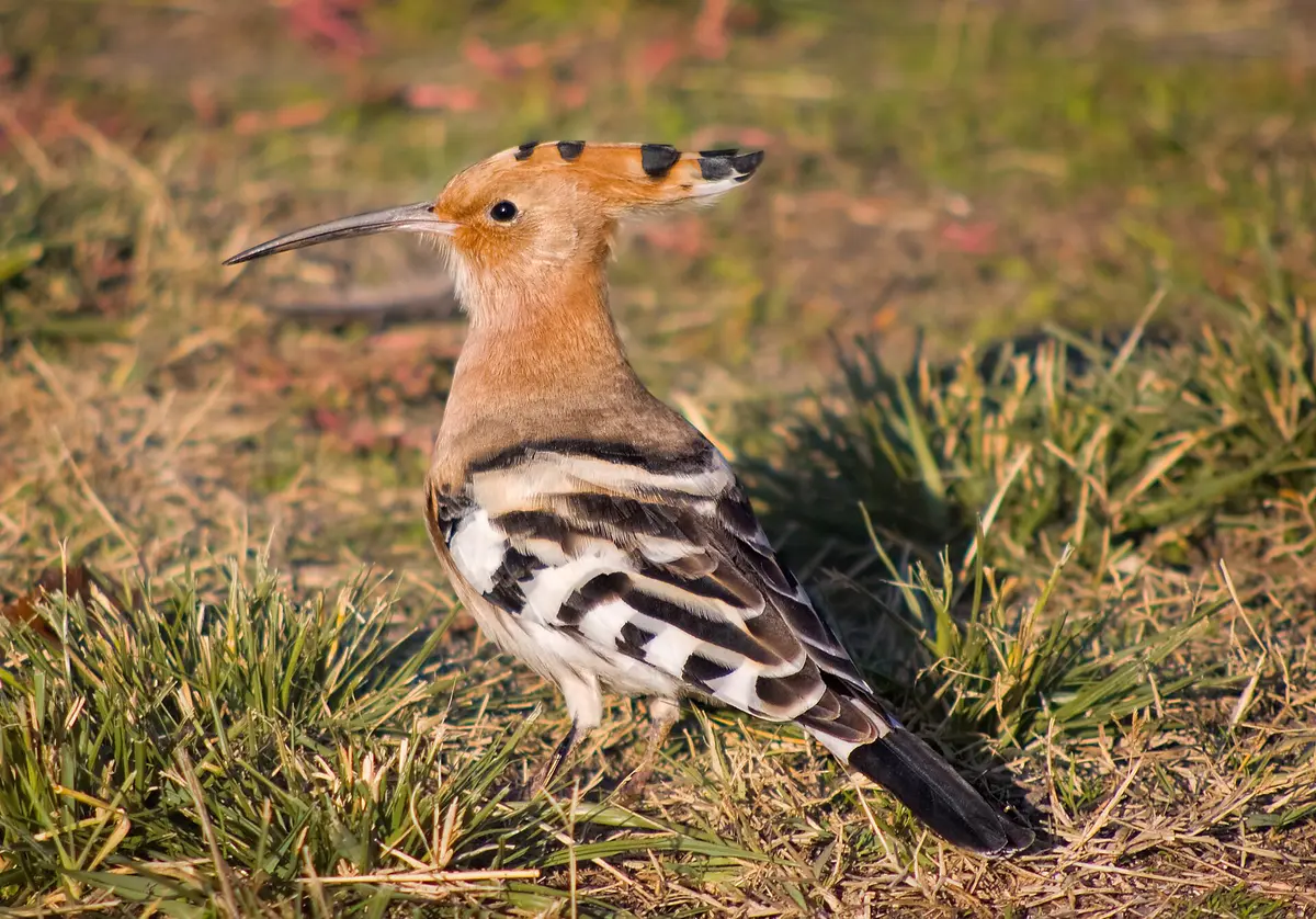 Eurasian Hoopoe