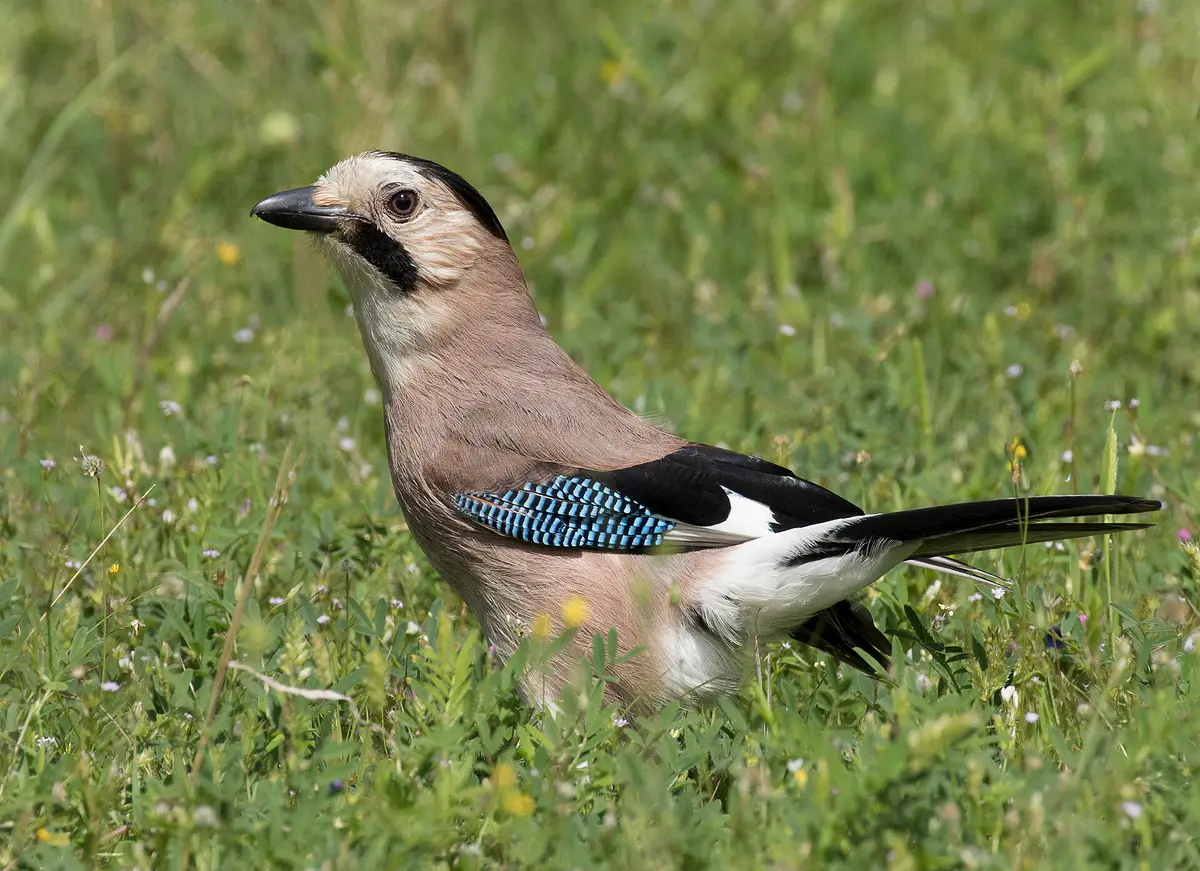 Eurasian Jay